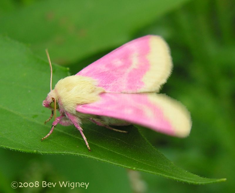 鮮やかなピンク色の体をした蛾 Gigazine