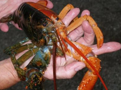 The Rare Cotton Candy Lobster – Get Maine Lobster