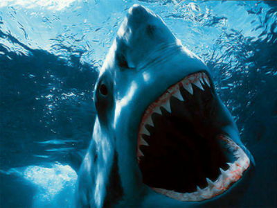 圧倒的大迫力なサメが獲物を襲う瞬間のスローモーションムービー集 Gigazine