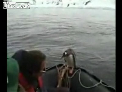 シャチから逃げるためにボートに上がり込んできたペンギンのムービー Gigazine