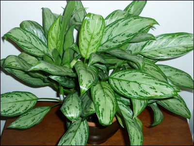 部屋の空気をきれいにしてくれる観葉植物ベスト5 Gigazine