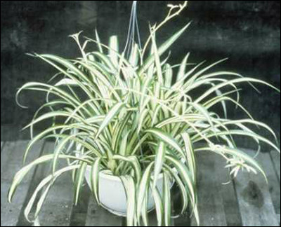 部屋の空気をきれいにしてくれる観葉植物ベスト5 Gigazine