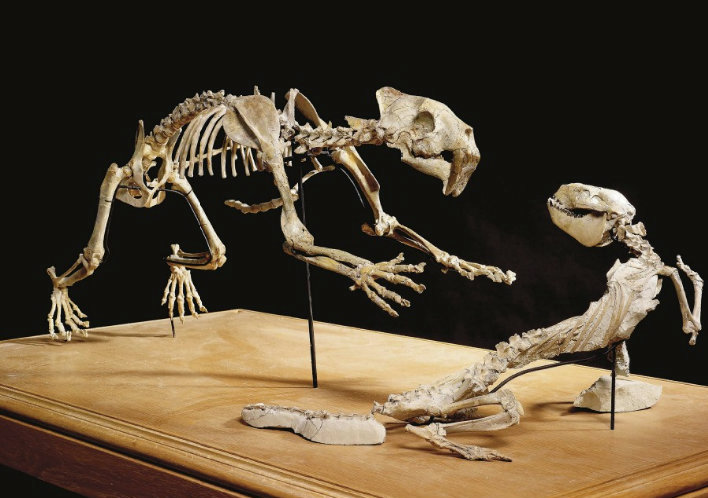 ネット販売店舗 自然科学シリーズ 絶滅した大昔の生物 化石セット