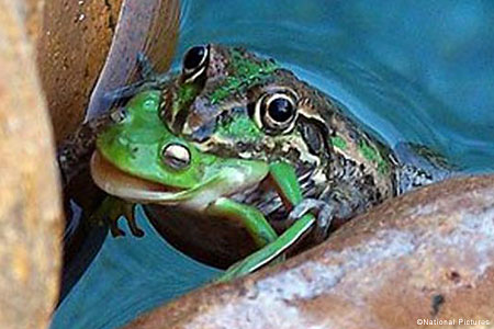 カエルを食べるカエルが発見され 写真撮影される Gigazine