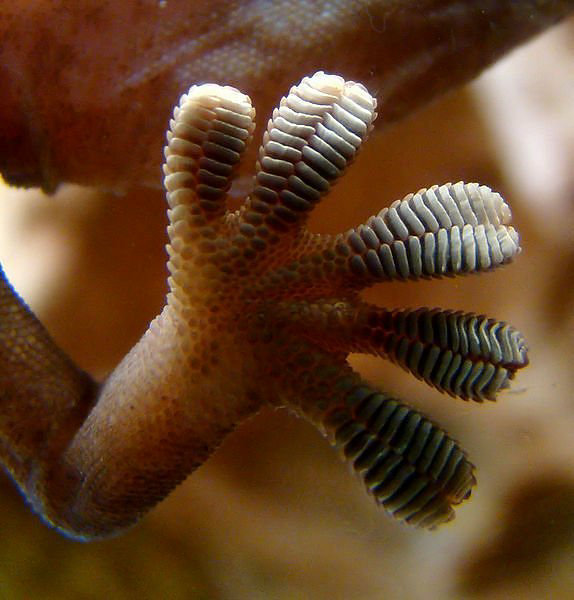 機能的かつ神秘的な動物の手と指の画像 Gigazine
