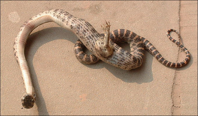 蛇 SB 27cm 2足