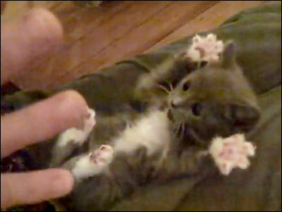 じゃれている最中にいきなり固まってしまうかわいい子猫の動画 Gigazine