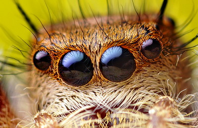 近づくほどに美しい ハエトリグモの鮮やかなマクロ写真 Gigazine