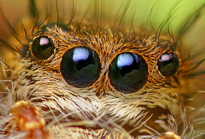 近づくほどに美しい ハエトリグモの鮮やかなマクロ写真 Gigazine