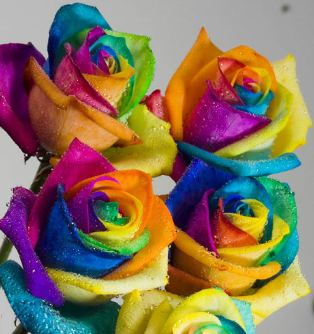世にも珍しい虹色のバラ レインボーローズ と 家庭でもできるキレイな花の染め方 Gigazine