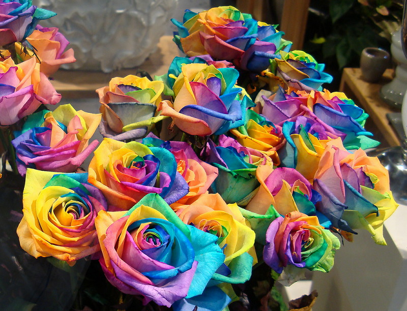 世にも珍しい虹色のバラ レインボーローズ と 家庭でもできるキレイな花の染め方 Gigazine