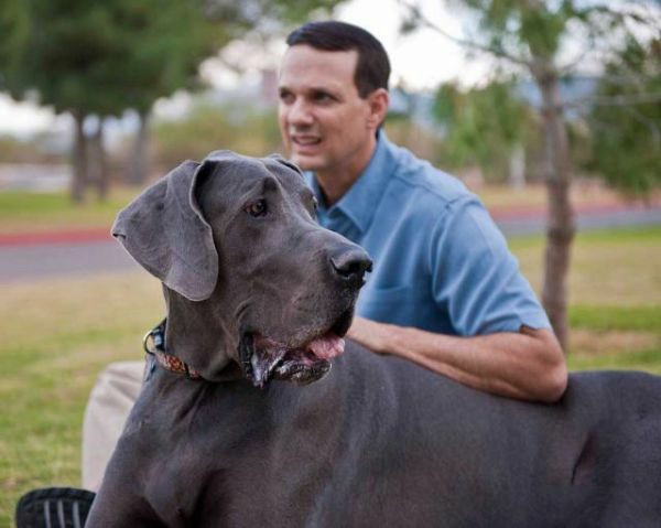 ギネス記録更新 世界最大の犬アメリカに現る Gigazine