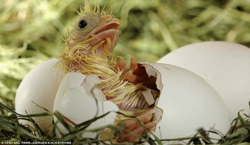 卵の殻を破り外の世界に出てくる動物の赤ちゃんをとらえた写真いろいろ Gigazine