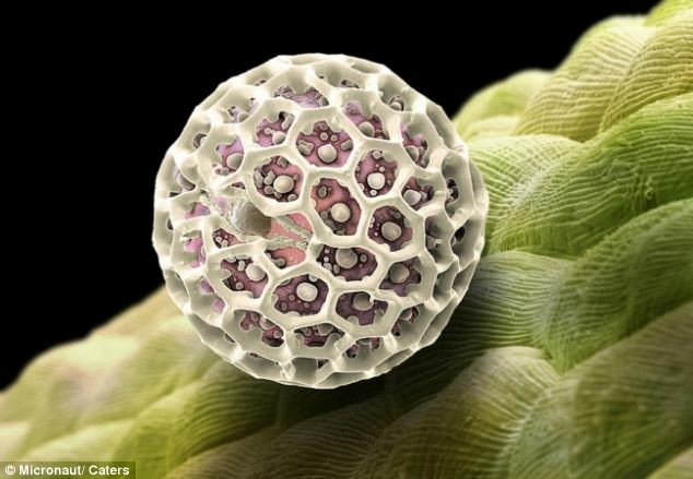 これが花粉症の天敵 美麗に彩色された花粉の顕微鏡写真いろいろ Gigazine