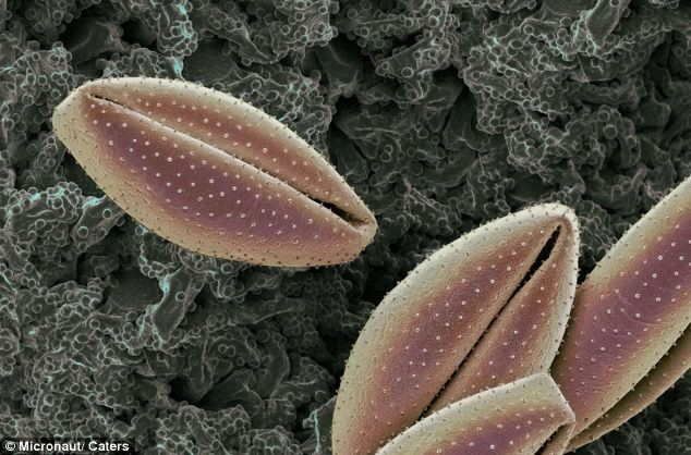 これが花粉症の天敵 美麗に彩色された花粉の顕微鏡写真いろいろ Gigazine