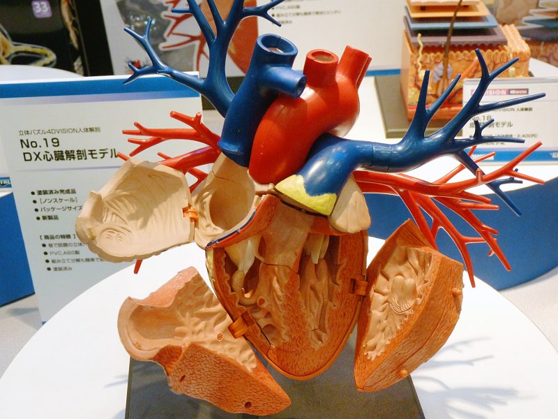 心臓や生殖器など組み立てれば生物の構造に詳しくなれる解剖モデルの