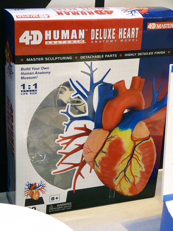 心臓や生殖器など組み立てれば生物の構造に詳しくなれる解剖モデルの立体パズル - GIGAZINE