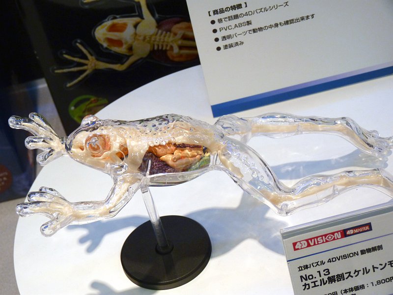 心臓や生殖器など組み立てれば生物の構造に詳しくなれる解剖モデルの