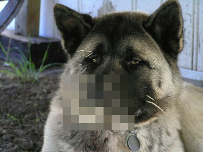 ヤマアラシと戦ってしまい悲惨な姿になってしまった犬の写真 Gigazine