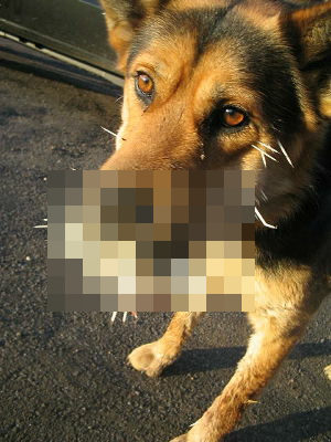 ヤマアラシと戦ってしまい悲惨な姿になってしまった犬の写真 Gigazine