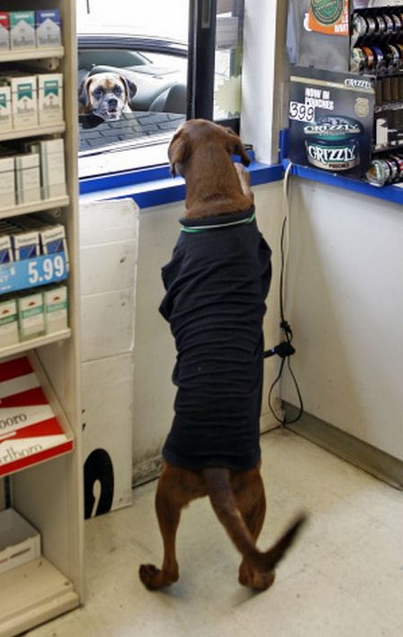 ばっちり起立して接客している犬のコンビニ店員 Gigazine