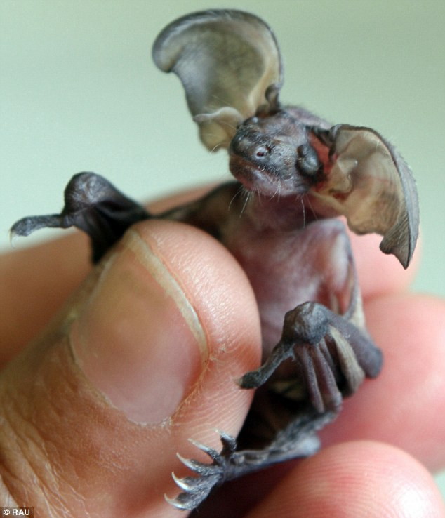 一見不気味だが見れば見るほどかわいらしい グレムリンそっくりなコウモリの赤ちゃん Gigazine