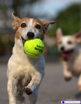 本気でボールを追いかける 犬まっしぐら な写真いろいろ Gigazine