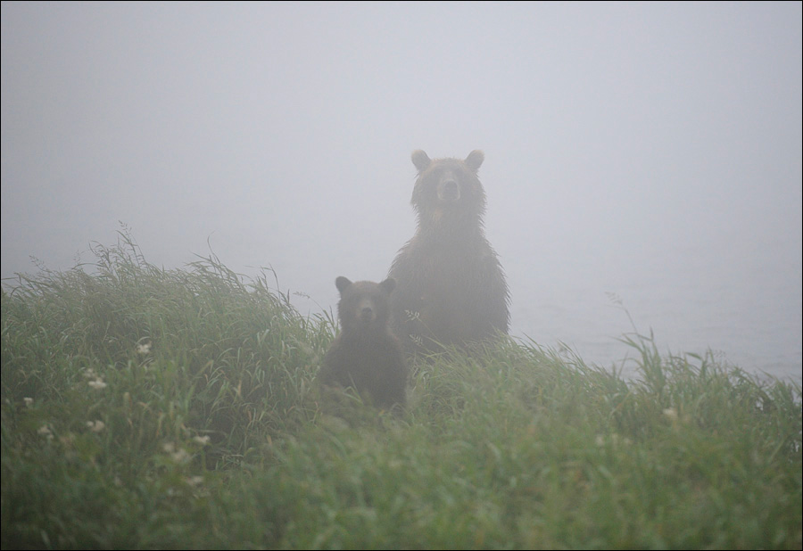 まるで絵本の世界 霧の中にたたずむクマたち Gigazine