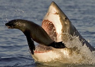 オットセイの子どもが襲い来るサメの歯から危機一髪で逃れる瞬間をとらえた衝撃の写真 Gigazine
