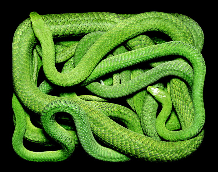 色とりどりのヘビたちの美しさを最大限に引き出した写真 Gigazine