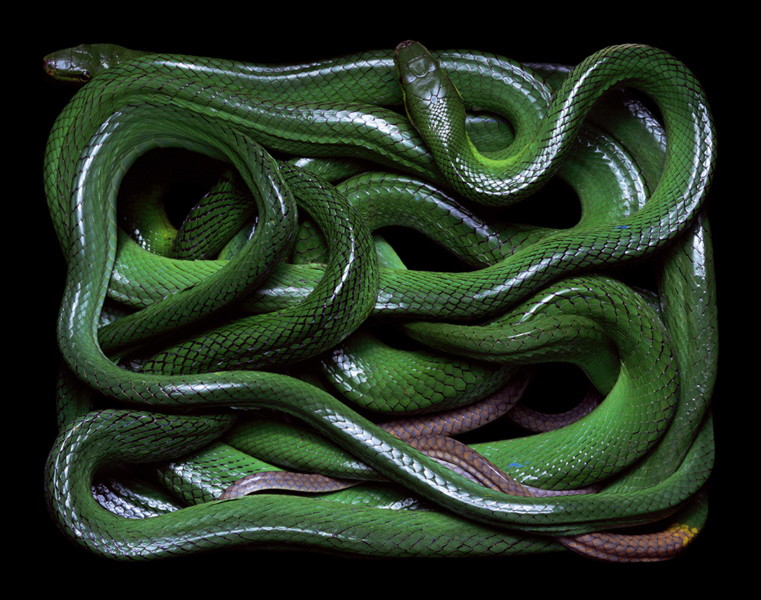 色とりどりのヘビたちの美しさを最大限に引き出した写真 Gigazine
