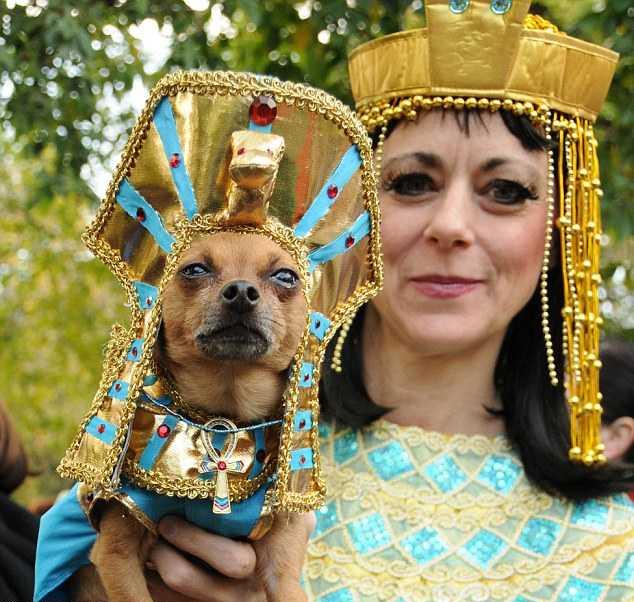 From Pharaoh Cosplay to iPad dogs, cute dogs dressed in Halloween costumes.