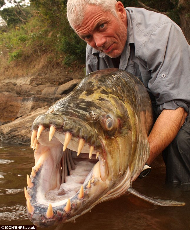 ワニをも食らう 巨大ピラニア 52歳の屈強な釣り師に捕らえられる Gigazine