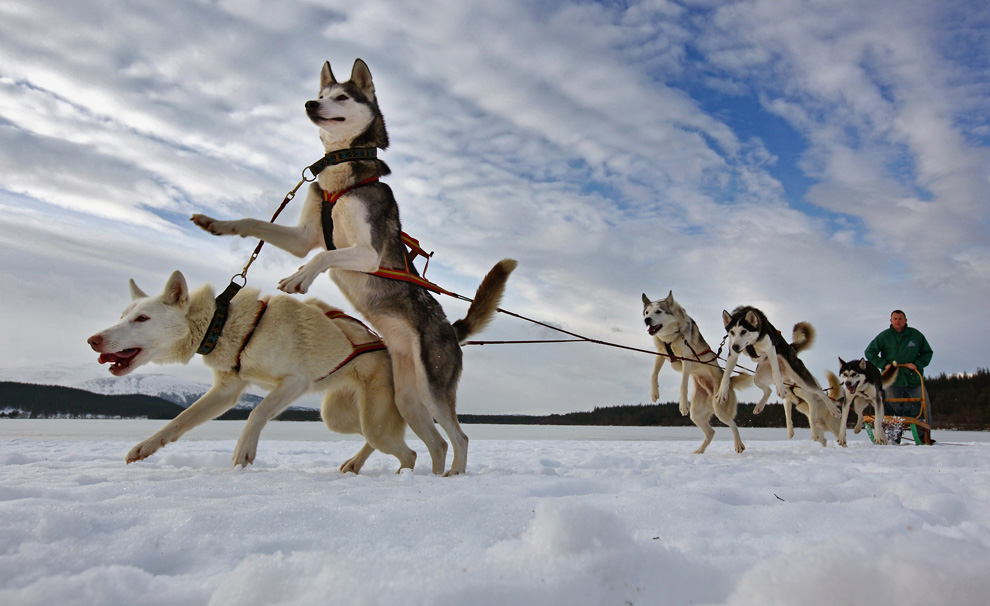 寒風吹きすさぶ中でも元気いっぱい アラスカで撮影された犬ぞりのある風景 Gigazine
