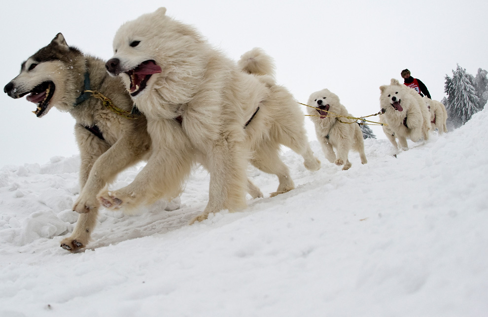 寒風吹きすさぶ中でも元気いっぱい アラスカで撮影された犬ぞりのある風景 Gigazine