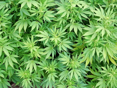 大麻の自家栽培で逮捕された農家 アヒル用 と主張し軽罪に Gigazine