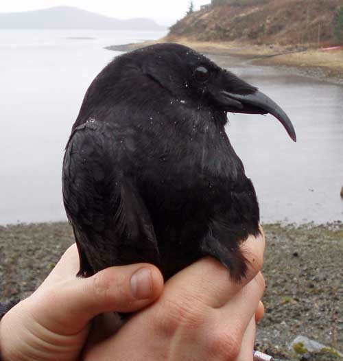 汚染が原因か アラスカで急増する鳥のくちばしの奇形の謎 Gigazine