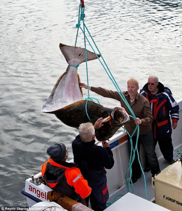 70歳の釣り人 極寒の海で体長2 5mのオヒョウを釣り上げ世界記録更新 Gigazine