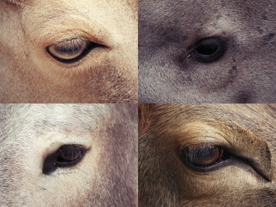 オリの中の動物たちの目をとらえた写真シリーズ Caged Gigazine