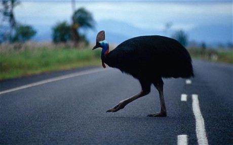 人間のはらわたを引きずり出すパワーの持ち主 オーストラリアの怪鳥 ヒクイドリ とは Gigazine