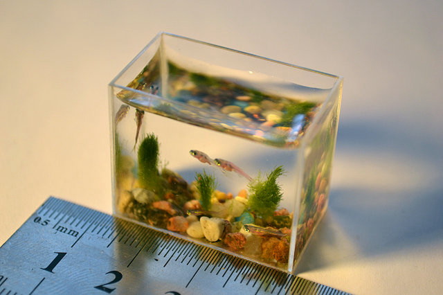 小さな魚たちが泳ぐ世界一小さな水槽 ロシアで作成 Gigazine