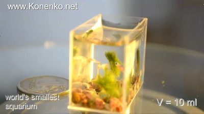 小さな魚たちが泳ぐ世界一小さな水槽 ロシアで作成 Gigazine
