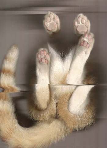 肉球フェチにはたまらない ネコの肉球を真下から満喫できる写真いろいろ Gigazine