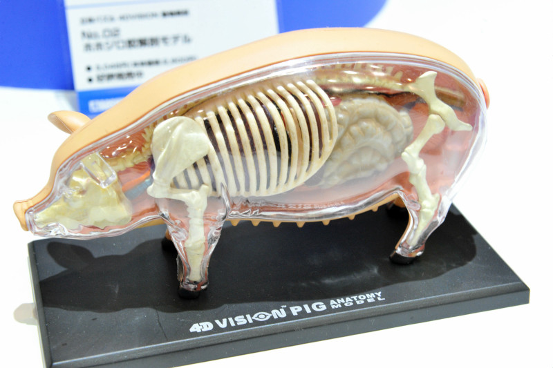 男女兼用 動物解剖 立体パズル pig