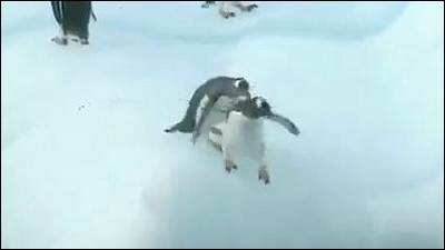 氷山に飛び乗ろうとしてつるつる滑り落ちまくるペンギンたち Gigazine