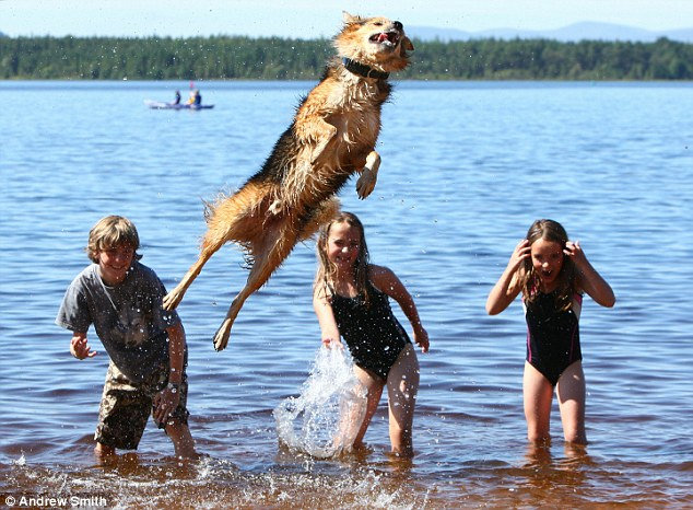 世界記録レベルのジャンプをたたき出す天才ジャンプ犬 ブリッツェン Gigazine
