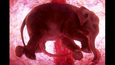 生命の神秘を感じる美しさ 子宮の中にいる動物の胎児写真いろいろ Gigazine