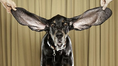 世界一耳の長い犬 ギネスに登録される Gigazine