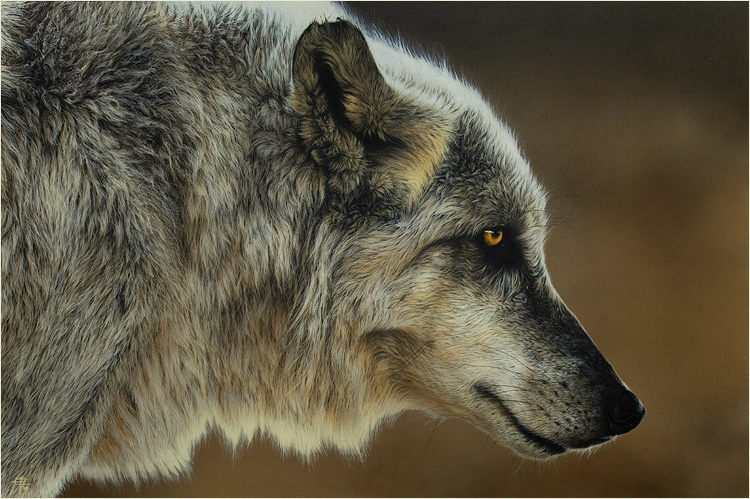 写真と見分けがつかない狼の絵を独学で描く女性アーティスト Gigazine