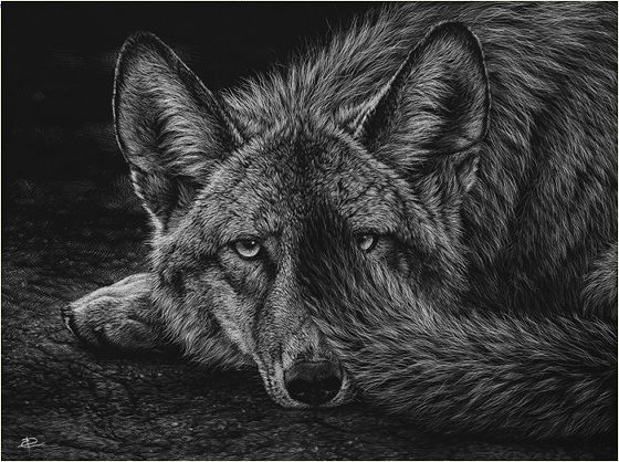 写真と見分けがつかない狼の絵を独学で描く女性アーティスト - GIGAZINE